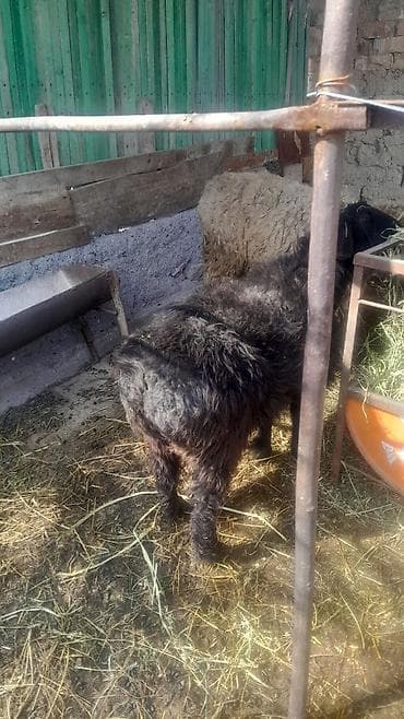 Козы, козлы: Продаю | Овца (самка) | Для разведения | Ярка — 4
