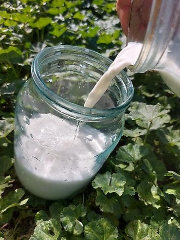 молочные продукты: 🐐 Табигый эчкинин сүтү сатылат! 🥛 Жаңы саалган, таза жана сапаттуу — 1