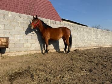 объявления о собаках sobaka: Продаю | Кобыла (самка) | Рабочий — 3