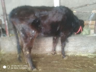 музоо ангус: Продаю | Тёлка | Ангус | На откорм | Стельные — 2