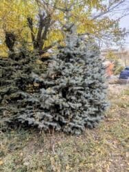 дерево береза: Голубые ели — +12 лет, пышные, крепкие, с доставкой под ключ! Продаю — 5