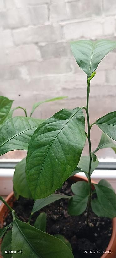 бонсай дерево: Лимон (Citrus limon) в пластиковом горшке - Домашнее цитрусовое — 1