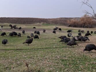 объявления о найденных собаках: Продаю | Индюшка (самка), Индюшата | Черный принц, Северокавказская | На забой | Племенные — 8