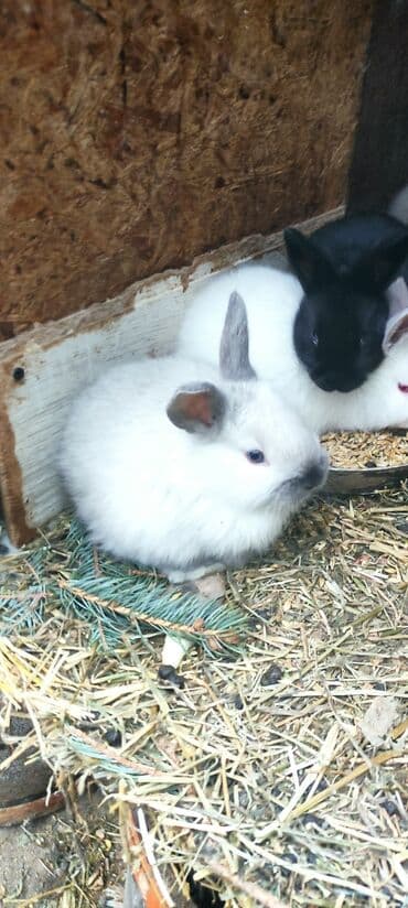 кролики калифорния: Продаю | Крольчата | Калифорнийская, Новозеландская, НЗК | Для разведения — 8