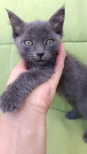Кошки: 2 месяца, Мальчик — 1