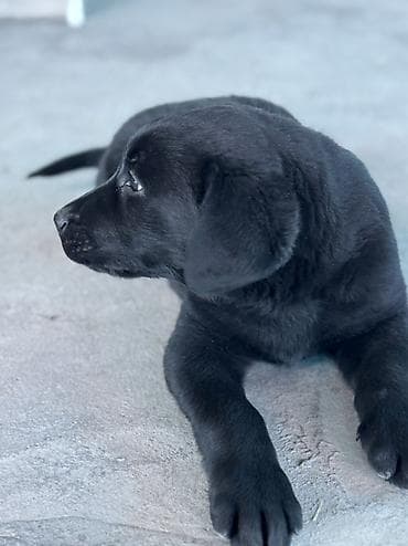 водолаз собака: Лабрадор/ретривер кабель почти 3 месяца. Привит проглистован — 1