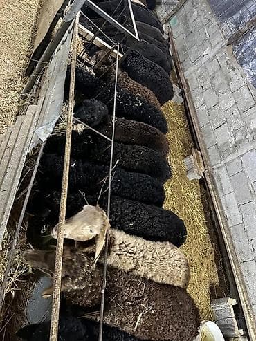 Продаю | Ягненок | Для разведения | Племенные at lalafo.kg Продаю | Ягненок | Для разведения | Племенные