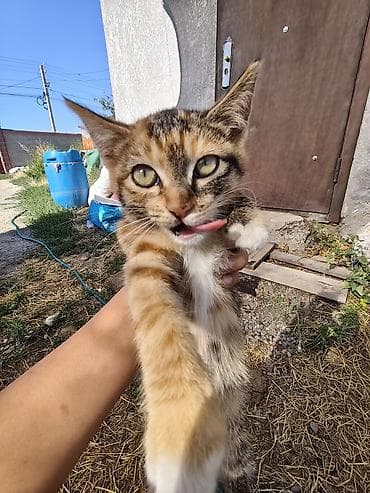 scottish fold: Котята – домашние мурлыки и маленькие охотники - Возраст: примерно — 4
