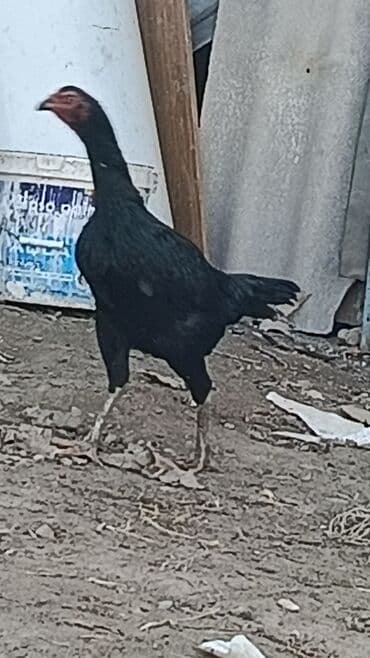 возьму собаку в добрые руки: Продаю | Куры | Бойцовая | Для разведения — 3