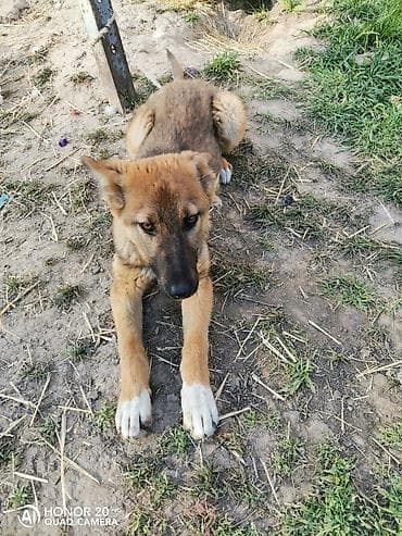 цена хаски щенок: Овчарка, 5 месяцев, Самка — 2