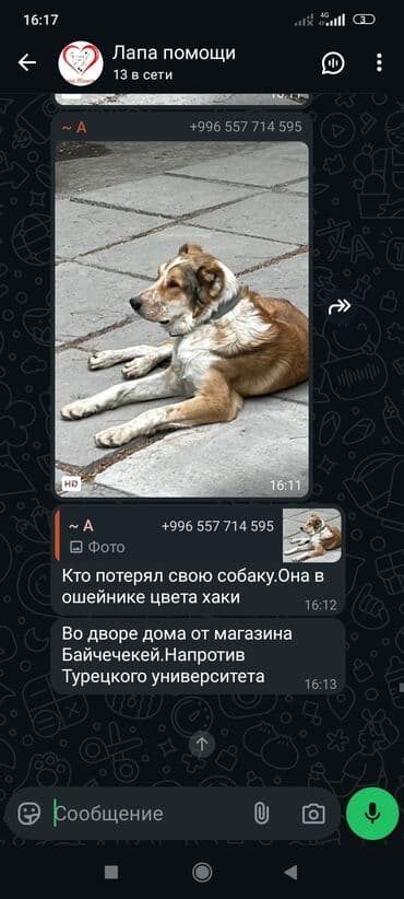 отдам собаку в добрые руки: Собака даром: 7 месяцев, Самец — 9