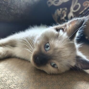скоттиш фолд шотландская вислоухая кошка: Котята доступны для бронирования, готовы к переезду в новый дом. В — 1