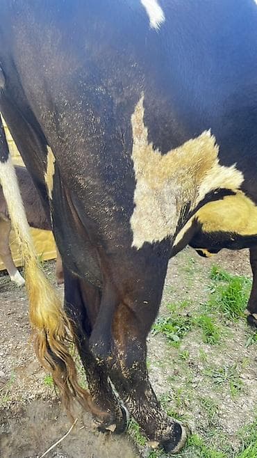 бычки сементал: Продаю | Корова (самка) | Для молока | После отела — 5