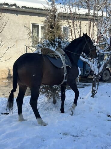 белый конь: Продаю | Конь (самец) | Рабочий — 5