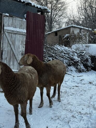 Аквариумдар: Сатам | Ургаачы кой (ургаачы), Кочкор (эркек) | Арашан — 4