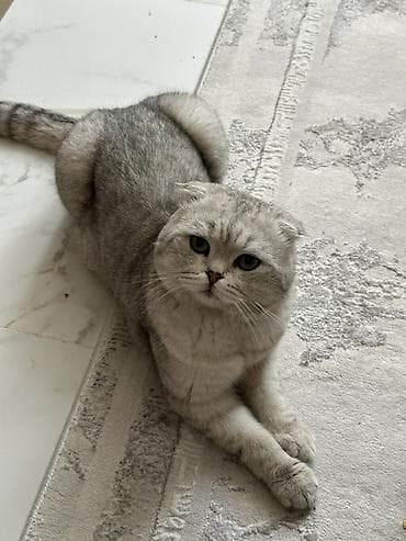 кошку: Вязка: Скотиш Фолд (Шотландская вислоухая), Мальчик, 2 года, С прививками, Серый — 2
