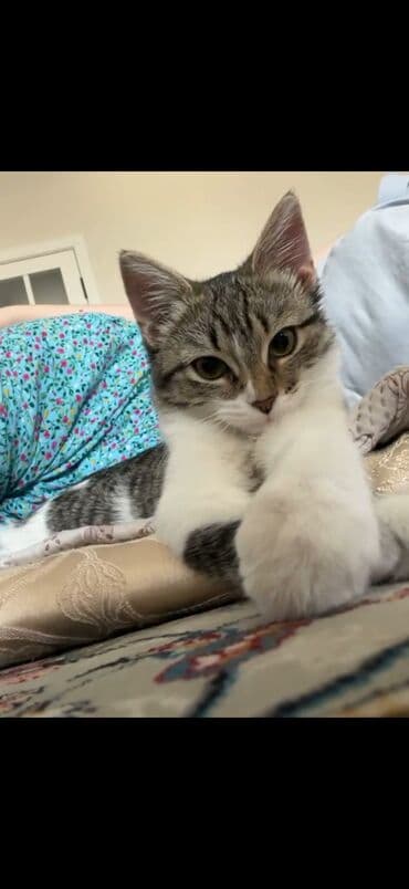 вентилятор для котла с автоматикой: Кошка даром: Беспородная, 6 месяцев, Девочка, С документами, С прививками, Приучена к лотку — 3