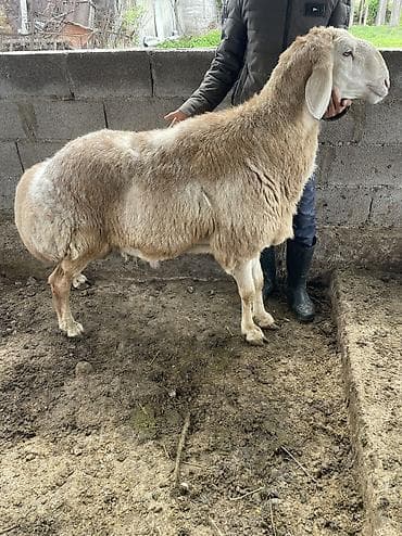 бараны самка: Продаю | Баран (самец) | Арашан | Для разведения | Осеменитель — 6