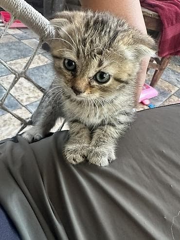 Котёнок, тигровый табби, с милыми «складочками» Продаю котенка — 2