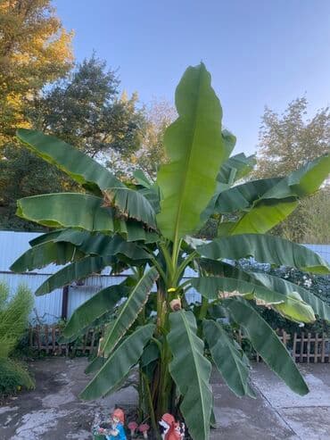 ковер миллионник цена в бишкеке: Банановое дерево (садовый банан, Musa) для участка/зимнего сада/ — 1