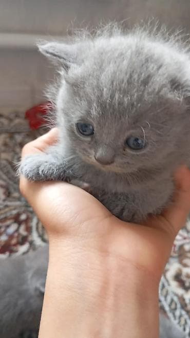 котятя: Продаются чистокровные котята от британской короткошерстной кошки и — 4