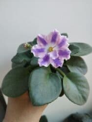 искусственные цветы бишкек инстаграм: Продаю фиалки есть детки — 8