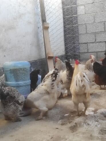 кой кыркыч: Продаю Куриц и петухов породы "Брама" Яйценоские и на мясо. Отличные — 7