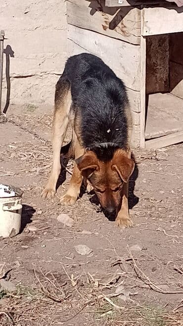 акустические системы ihome колонка в виде собак: Немецкая овчарка (окрас чепрачный) у будки на цепи. - Пол: визуально — 1