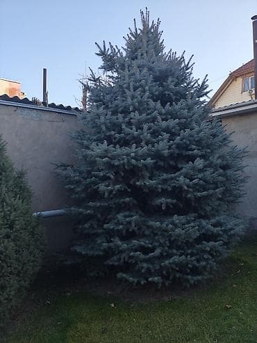 сеянцы голубой ели: Ель голубая (Picea pungens ‘Glauca’) для ландшафта - Порода: ель — 2