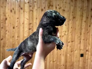 бульдоги: Щенки Канарского Дога (Presa Canario) С документами, прививками 8 — 40