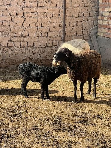 кролик баран: Продаю | Овца (самка) | Для разведения | Матка — 2