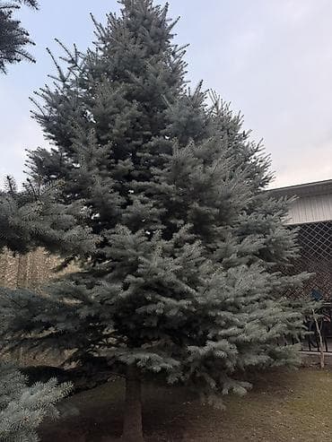 саженцы из европы: Каждая по 35 000 сом 🔥🔥🔥 Реальным покупателям хороший торг. Ель — 2