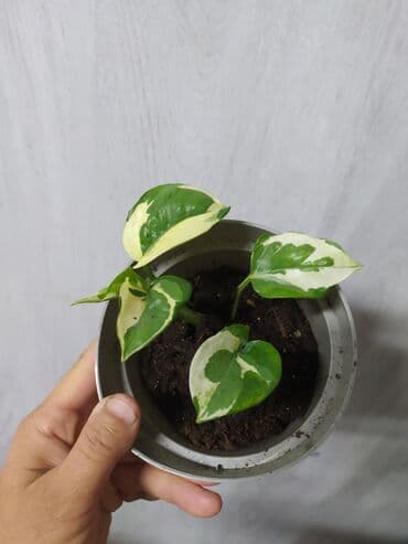 растения аквариумные купить: Строманта, диффенбахия, аглаонема, филодендроны, и т.д — 6