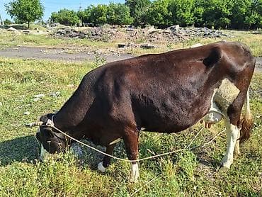 корови: Продаю | Корова (самка) | Для молока | Привязанные — 1