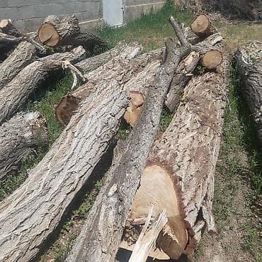 Продаю карагач кругляк, без пустот, свежий сруб. цена 25000с м3 в