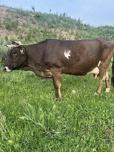 кавказский овчарка: Продаю | Корова (самка) | Для молока — 4