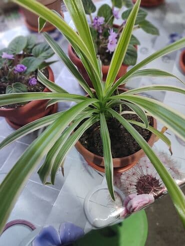 сколько стоят гипсофилы: Продаю комнатные цветы Сансевиерия-250сом (тещин язык ) Хлорофитум — 11