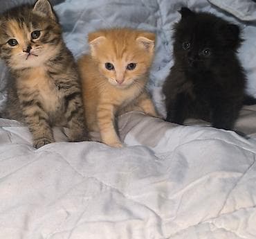 Котята, помёт из трёх малышей: -Родились