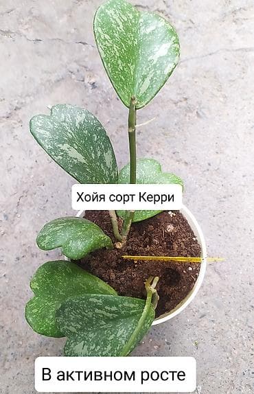 хола: Продаю Хойя срочно — 5