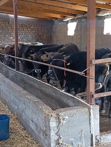 гуси линда: Продаю | Бык (самец) | На откорм | Привязанные — 2