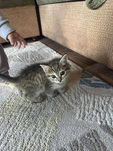 Котенок мальчик отдам в хорошие руки. 
1,5 месяца игривый