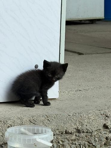 фри пир: Очаровательные котята - Окрас: один полностью чёрный; двое — 8