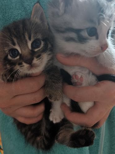 отдам кота даром: Котята, 2 малыша из одного помёта: - Окрас: один тигровый табби с — 2