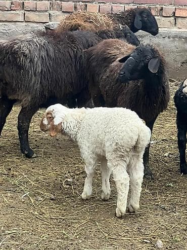 обезьяны живые: Бооз койлор сатылат 3 чоо Тууду 4/6/8 тиш Кой кылам дегендерге — 3