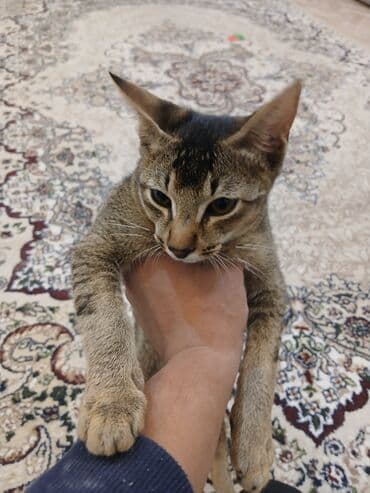 котенок в добрые руки: Котенок домашний, короткошёрстный, тигрового окраса. Описание: - Пол — 1
