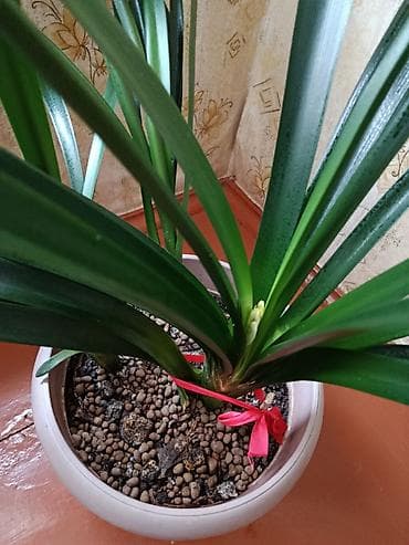 куплю саженцы роз: Домашний цветок -кливиявечнозеленое растениене требует особого — 7