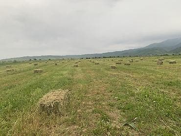 Полядан чоп сатылат Кызылдыйканда — 2