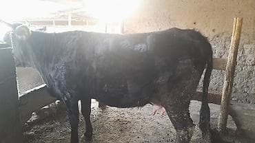 Аквариумы: Продаю | Корова (самка) | Для молока | Привязанные — 2