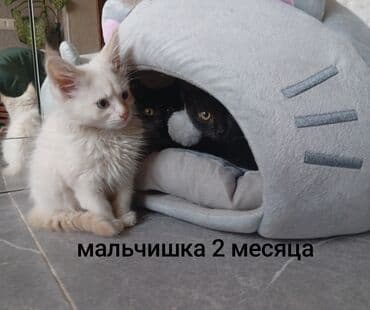 ориентальные котята купить: Кошка даром: Беспородная, 3 месяца, Девочка, Приучена к лотку — 2