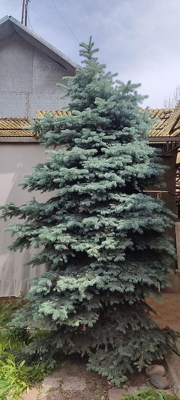 Ель голубая (Picea pungens, «Blue Spruce») для озеленения участка. -